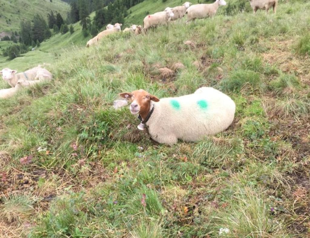 Schaf liegt auf Wiese