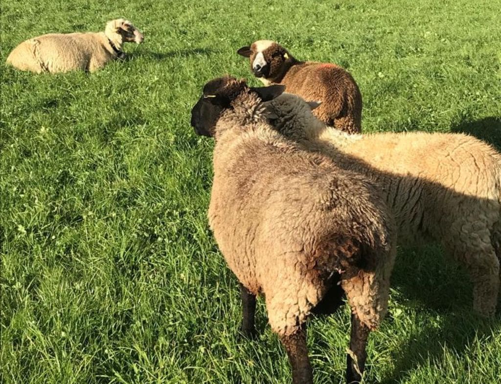 Schafe auf der Wiese 6