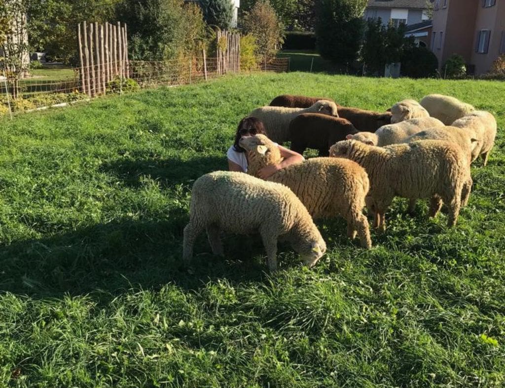 Schafe auf der Wiese 7