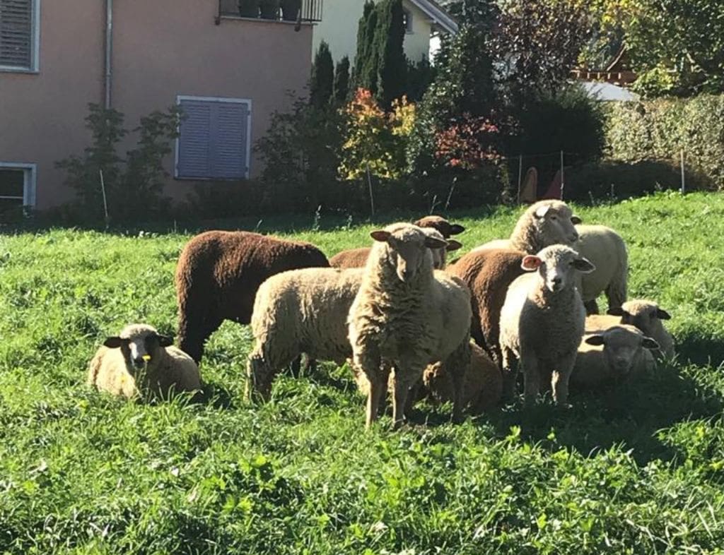 Schafe auf der Wiese 8