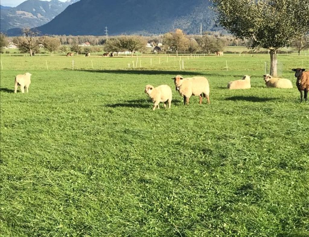 Schafe auf der Wiese 2