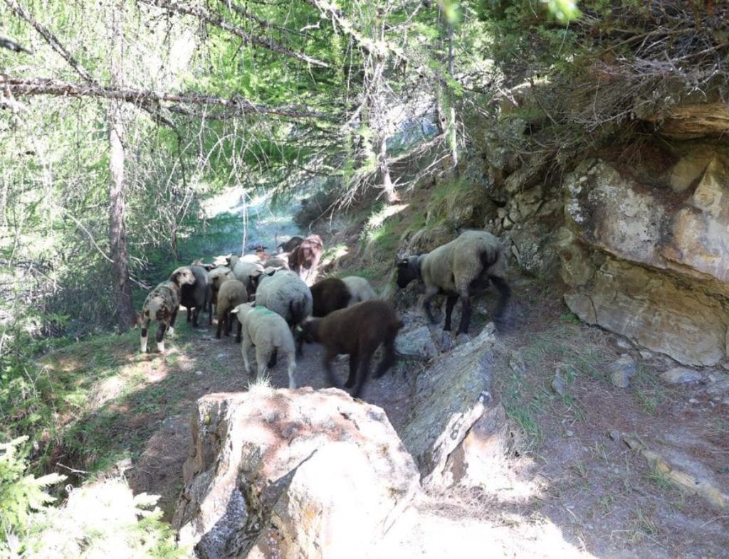 Schafe im Wald 2